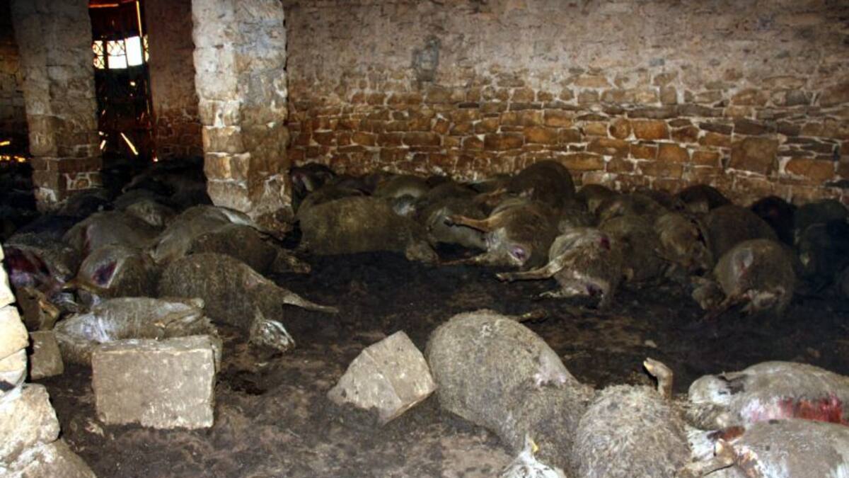 A la recerca dels gossos salvatges