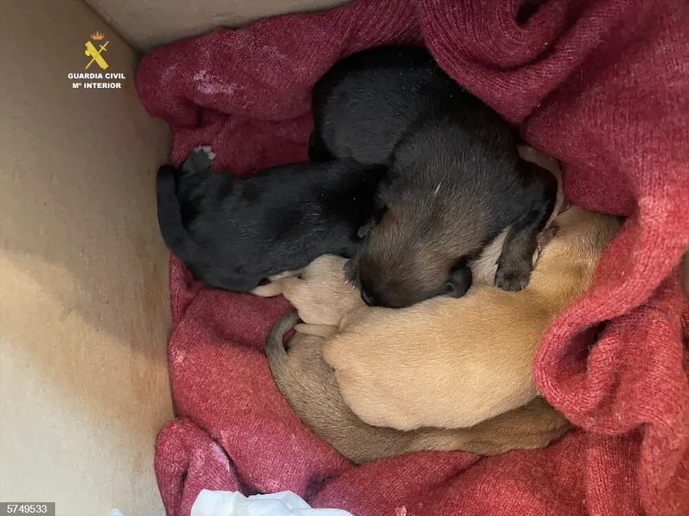 Imagen de los cachorros abandonados en Zucaina (Guardia Civil).