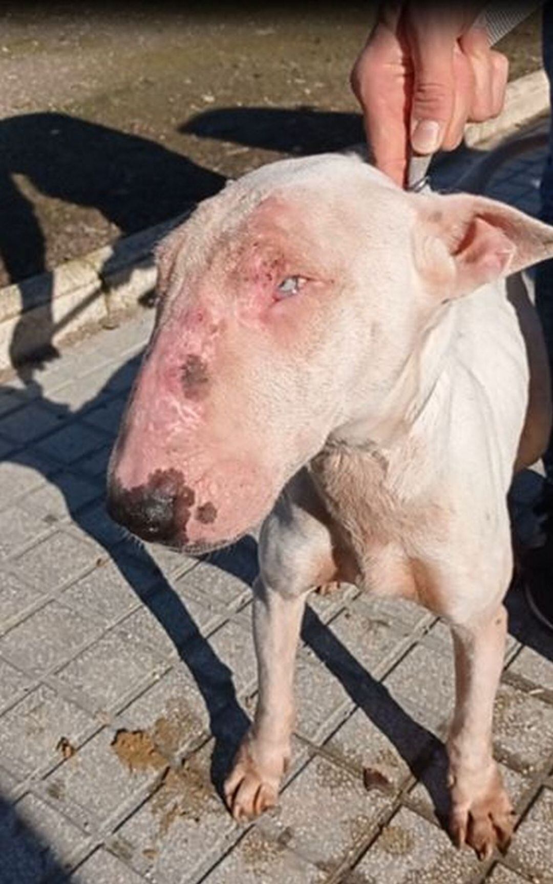 Segundo perro maltratado rescatado en Bellreguard 