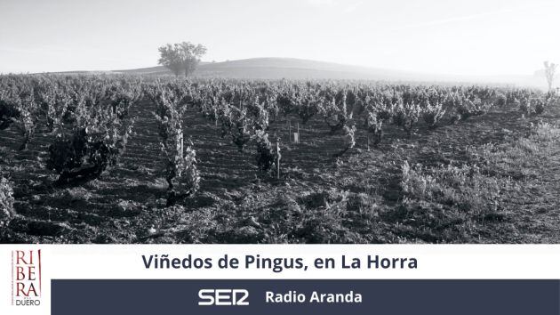 Viñedos de Pingus