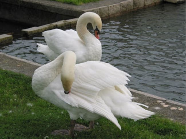 Cisnes del Pasatiempo