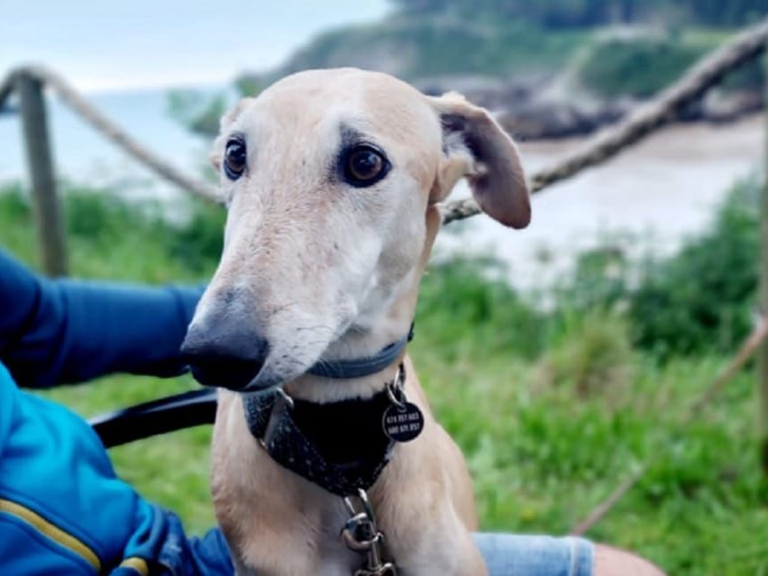 Duna, la galga asesinada