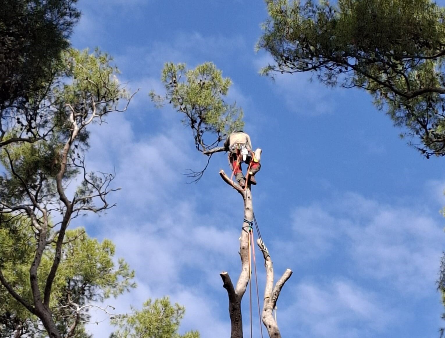 Trabajos de poda en el Parque Miguel Servet de Huesca
