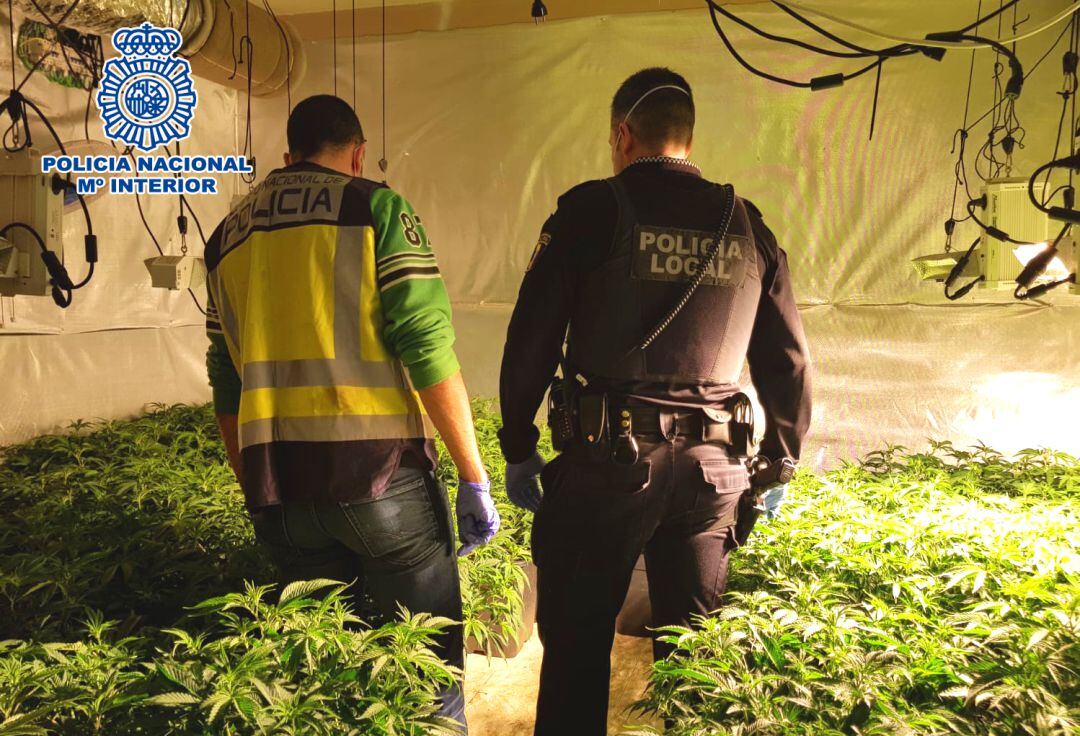 Dos agentes revisan la platanción de marihuana