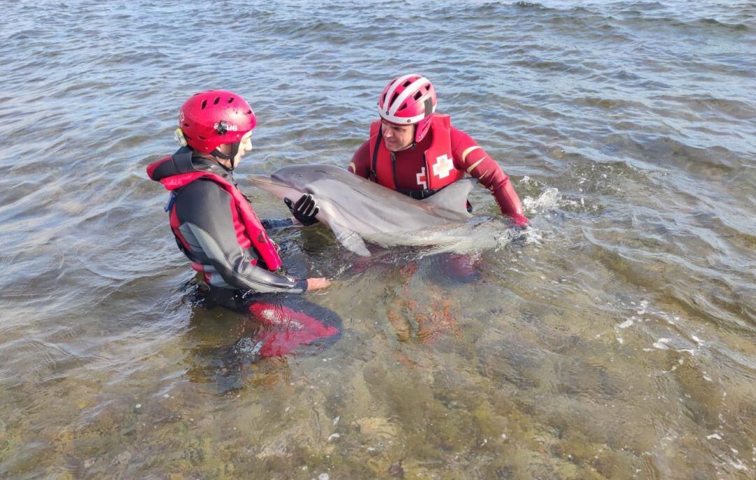 Voluntarios de Cruz Roja, atendiendo al delfín varado  