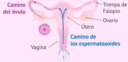 El camino de los espermatozoides. www.reproduccionasistida.org