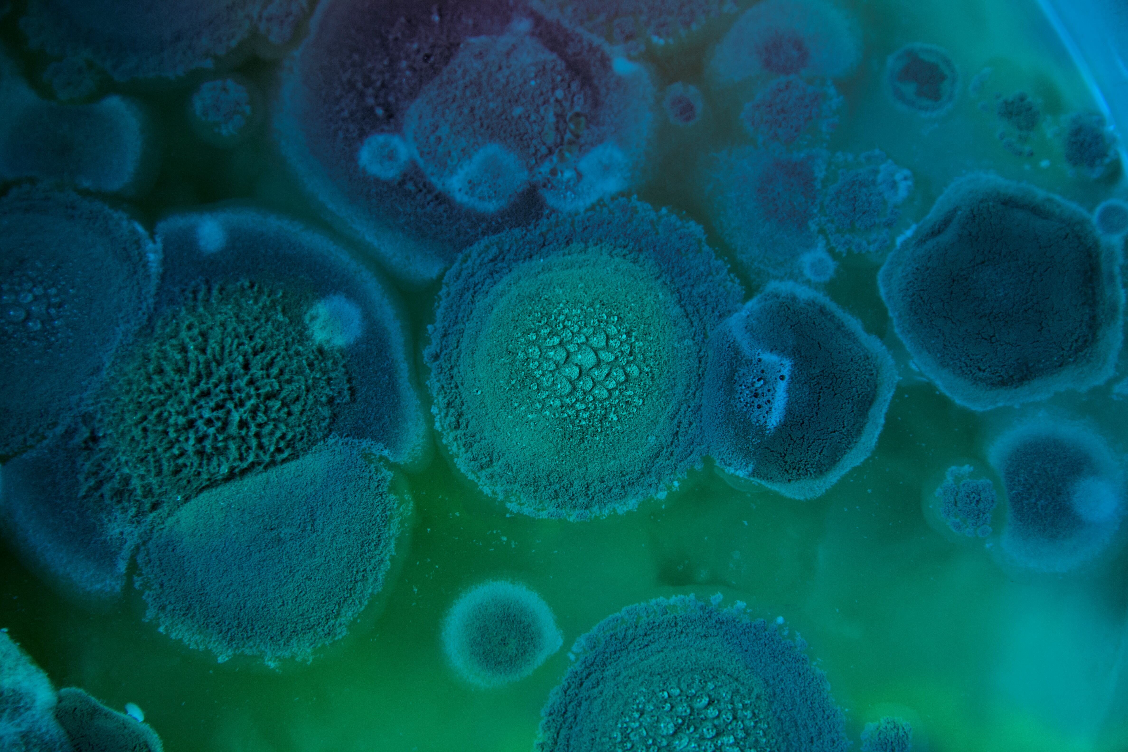 Organismos bajo el microscopio