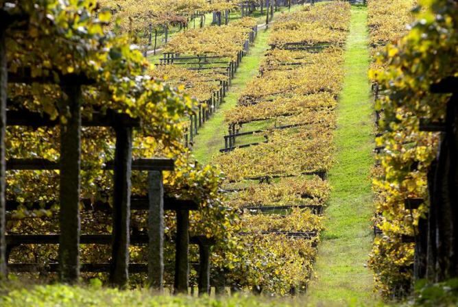 Fotografía del viñedo de Pazo de Baion (en otoño), facilitada por el Consejo Regulador de la DO Rías Baixas.