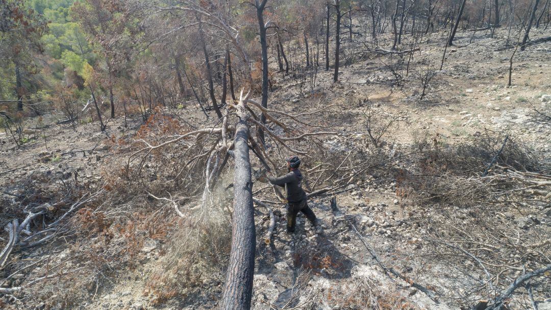 Limpieza del arbolado