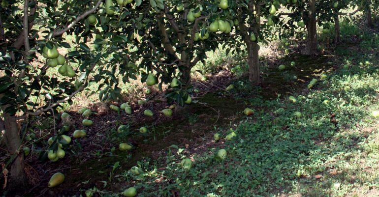 La pera ha esta la fruita més afectada