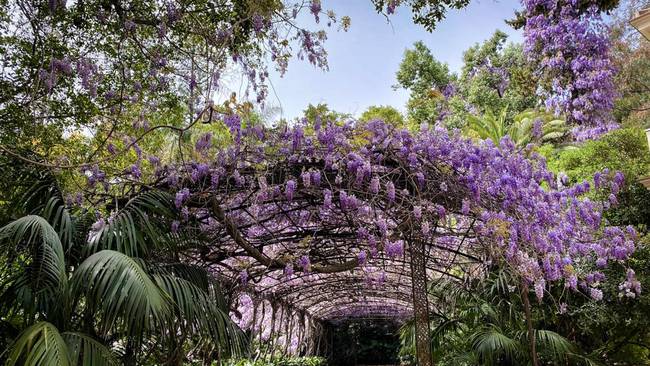 Glicinia del Jardín Botánico de Málaga(2022)