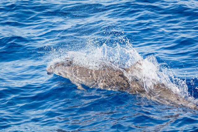 Uno de los delfines de Fraser avistados.