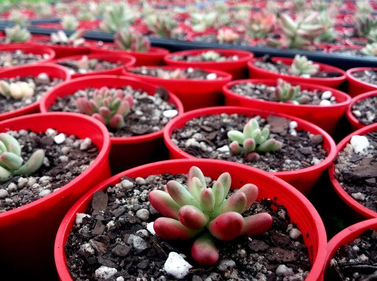 En Es Bosc hay una gran variedad de plantas