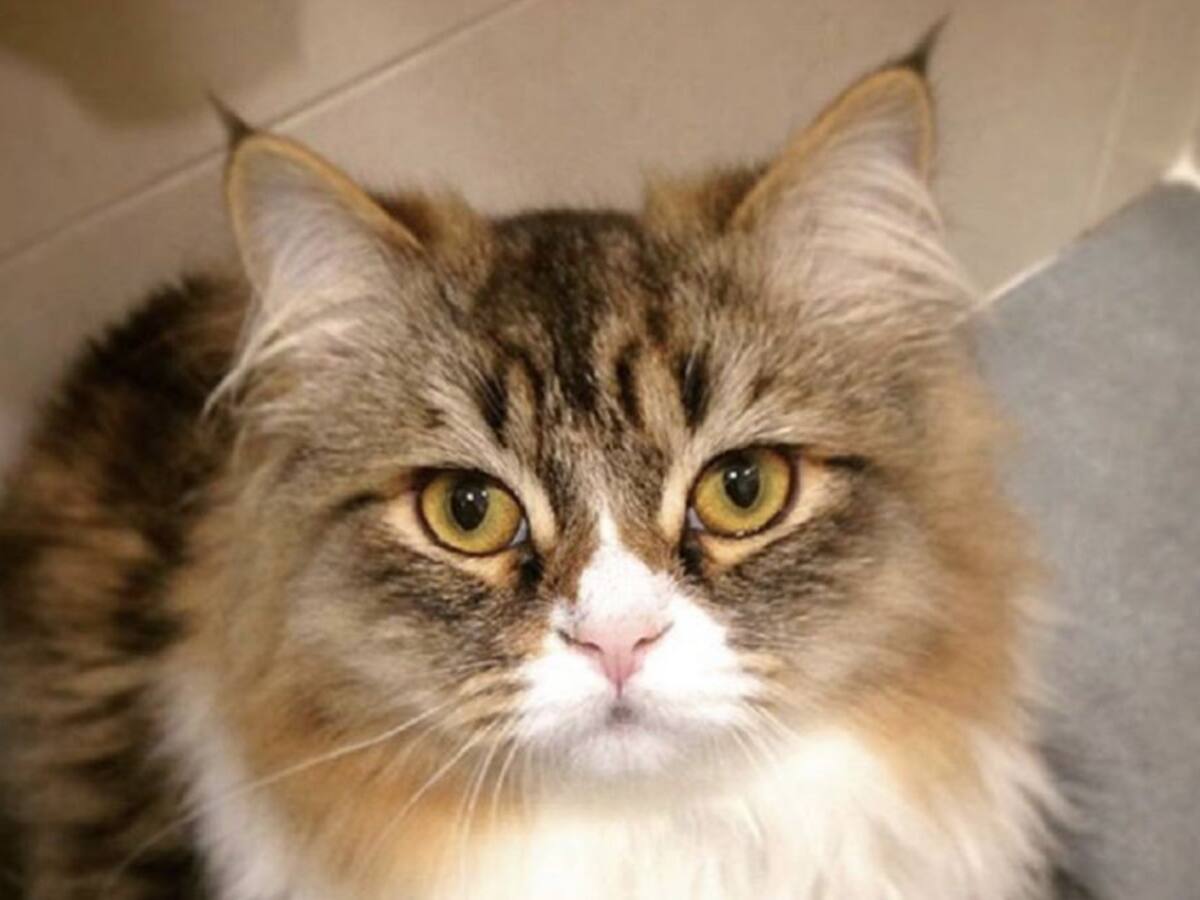 No olvides vacunar a tu mascota