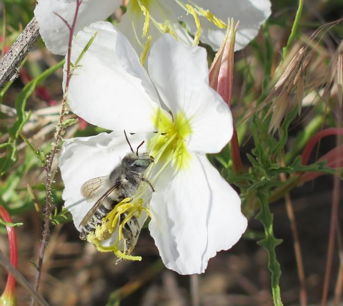 Imagen que muestra una abeja (género Megachile) polinizando una pálida flor de onagra en el este de Washington.