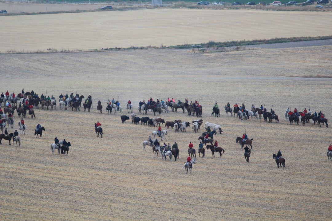 Los Toros de Hermanos Sánchez Herrero descansan antes de cruzar el tunel de la autovía en el segundo encierro de las fiestas de Cuéllar