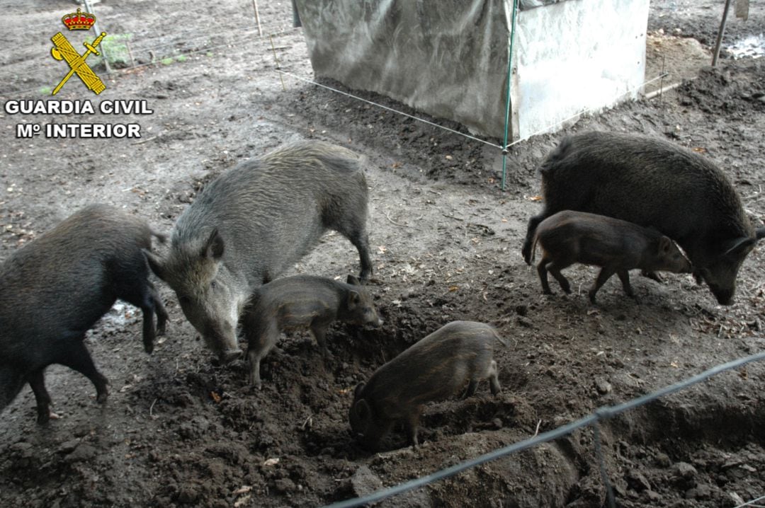 Una granja de Cerdedo-Cotobade criaba animales salvajes y cruzaba jabalíes con cerdos