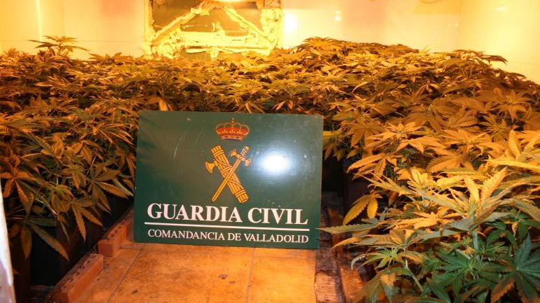 Plantas de marihuana incautadas en la plantación de Santovenia