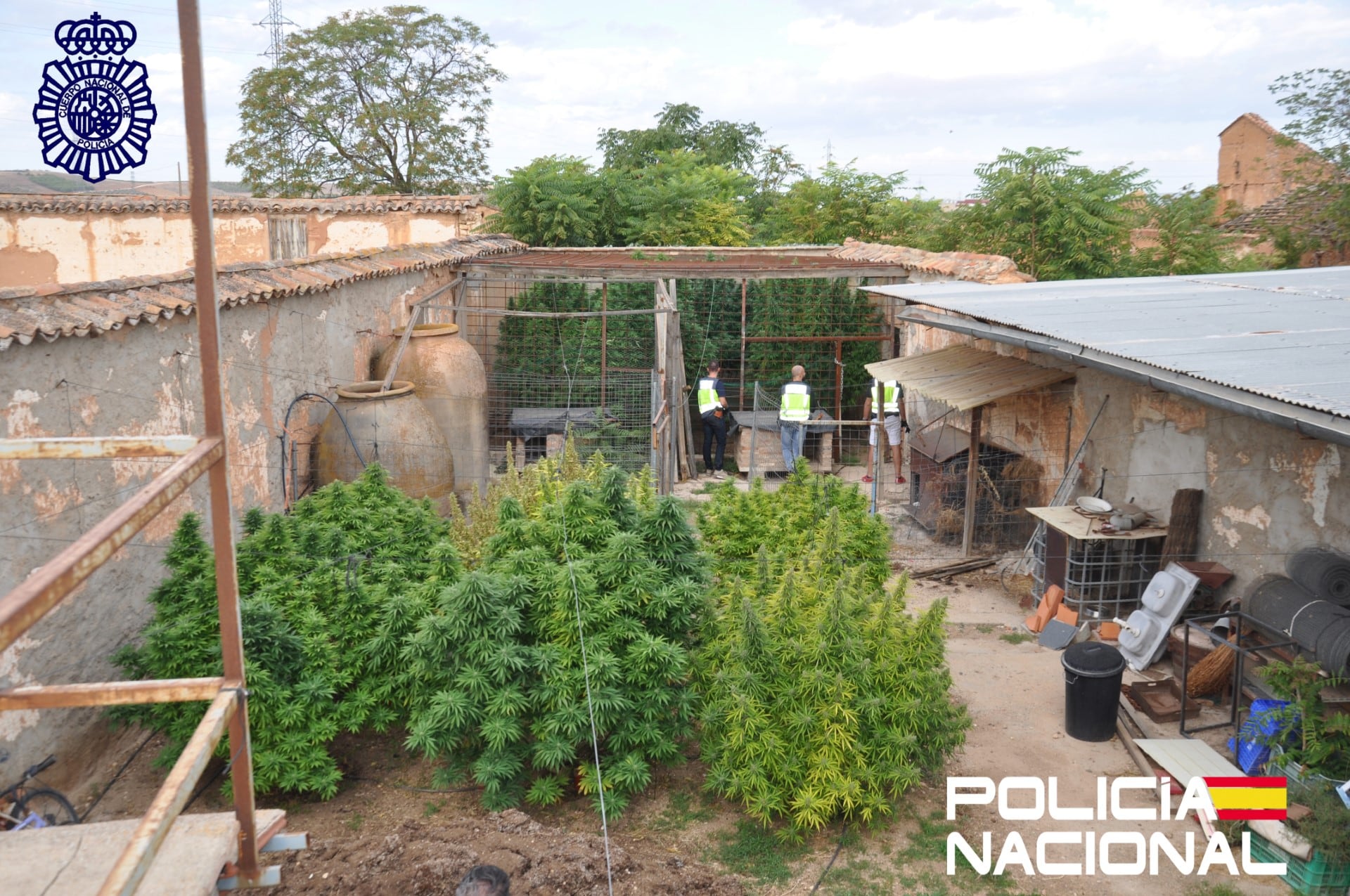 Plantas de marihuana de gran tamaño decomisadas en Valdepeñas