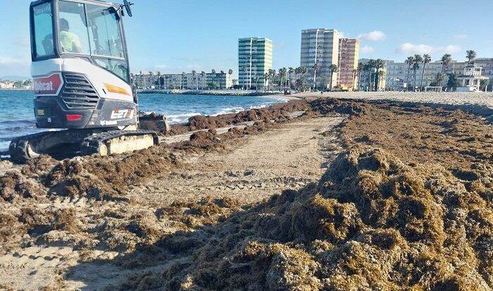 Retirada de algas en Poniente