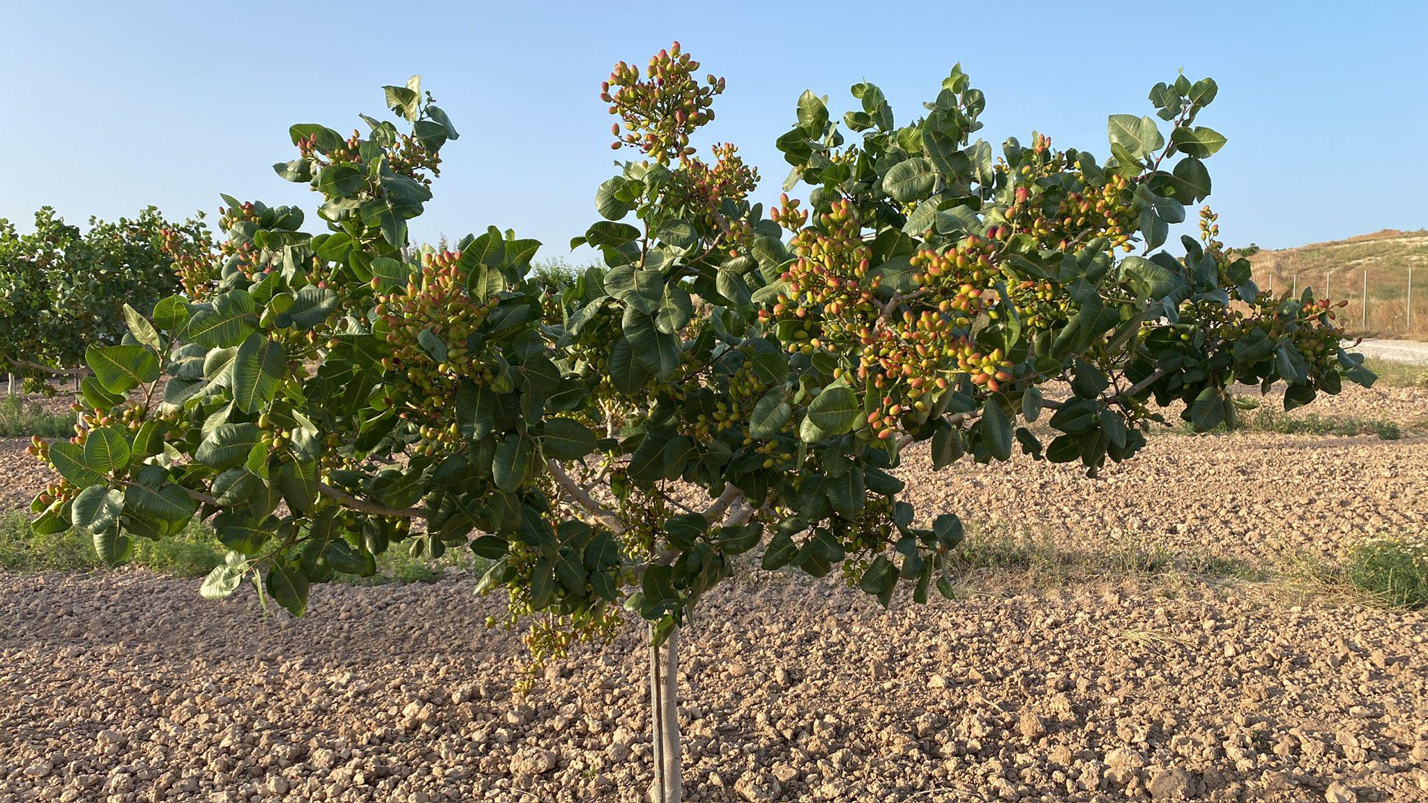 Imagen de un pistachero en las Tierras Altas de Lorca.