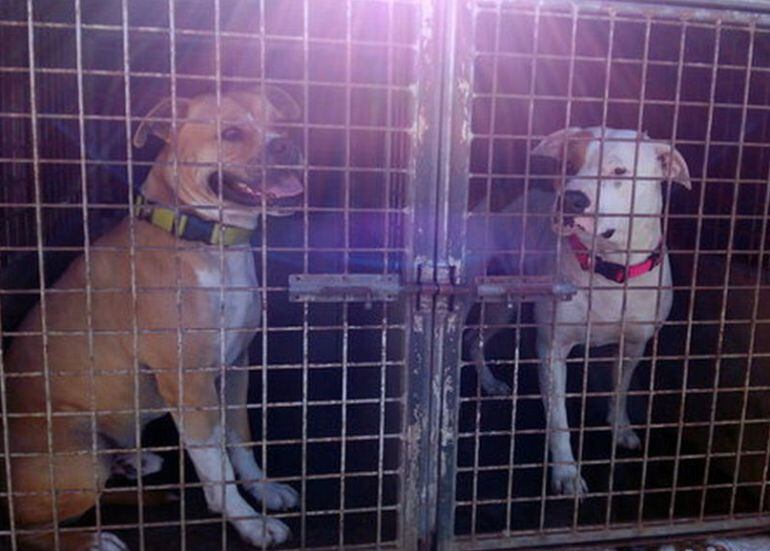 Els dos gossos van passar 24 hores en observació a Figueres.