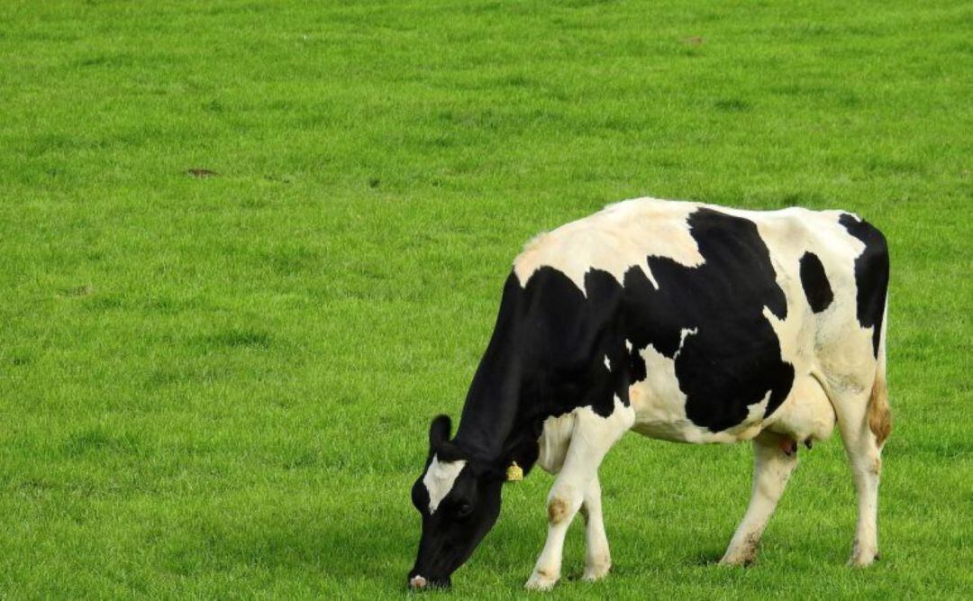 El sector ganadero padece un grave problema con los precios que reciben por sus ventas.