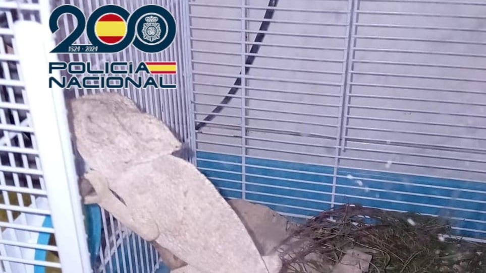 Camaleón intervenido tras desmantelar un punto de venta de droga en la Zona Norte de Alicante. Foto: Policía Nacional