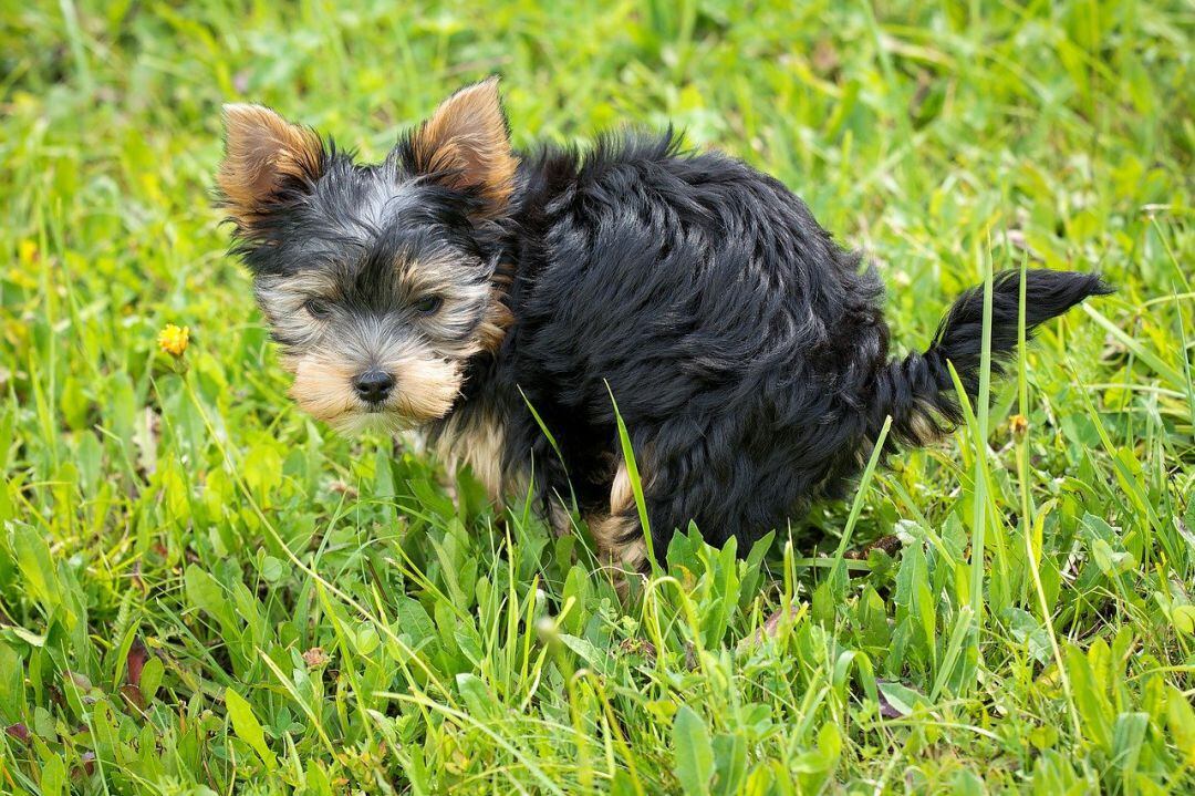 Imagen de archivo de un pequeño perro