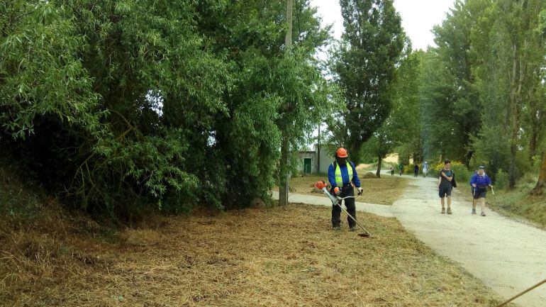 Trabajos forestales en el Camino de Santiago a su paso por Palencia
