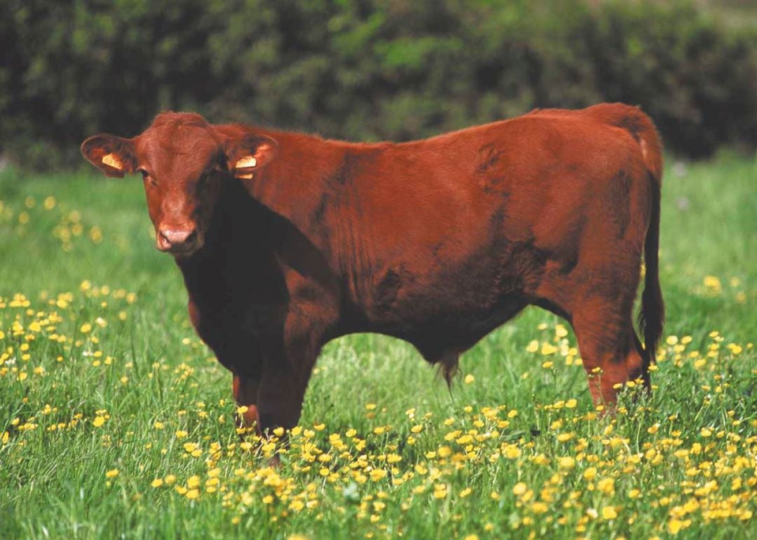 La vaca de raça menorquina és un producte autòcton, de kilòmetre zero, i molt interessant per a la producció lletera i càrnica.