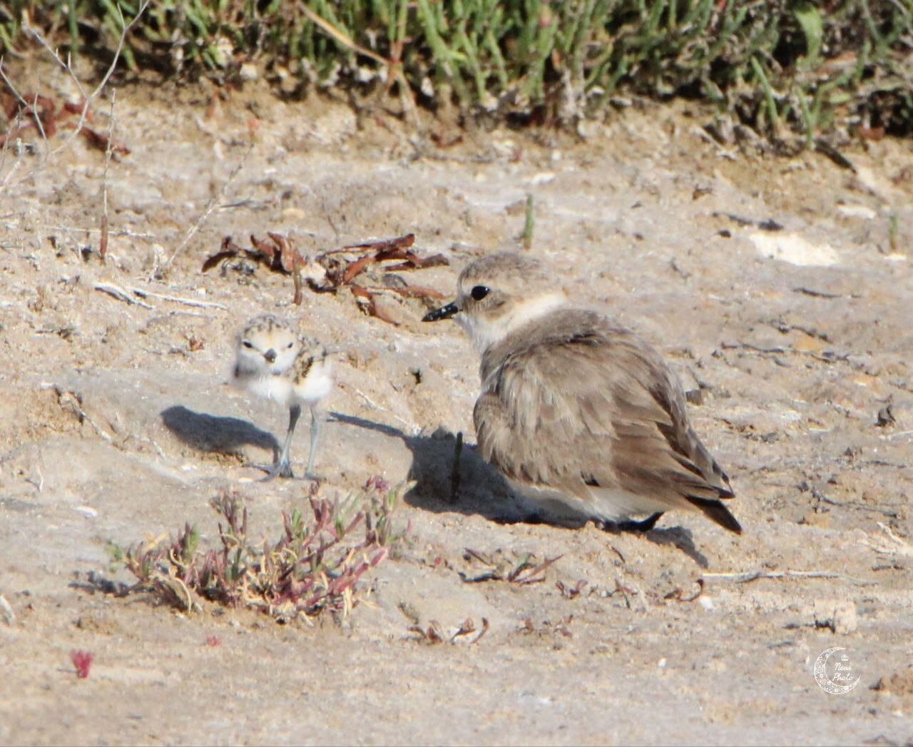 Imágenes del chorlitejo patinegro en la Albufera de València.