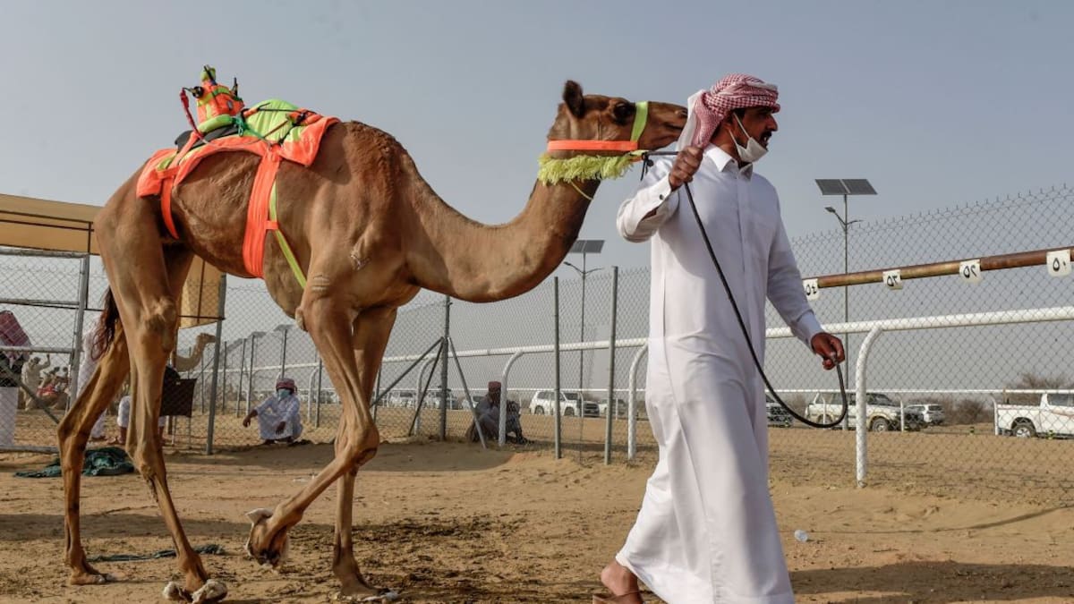 Una banda sonora para los 43 camellos descalificados en un torneo por llevar botox