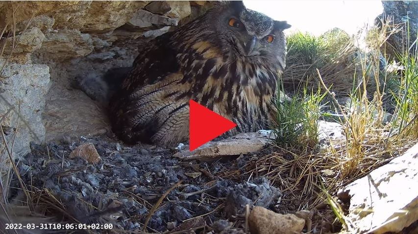 Imatge en streaming d&#039;un niu de duc