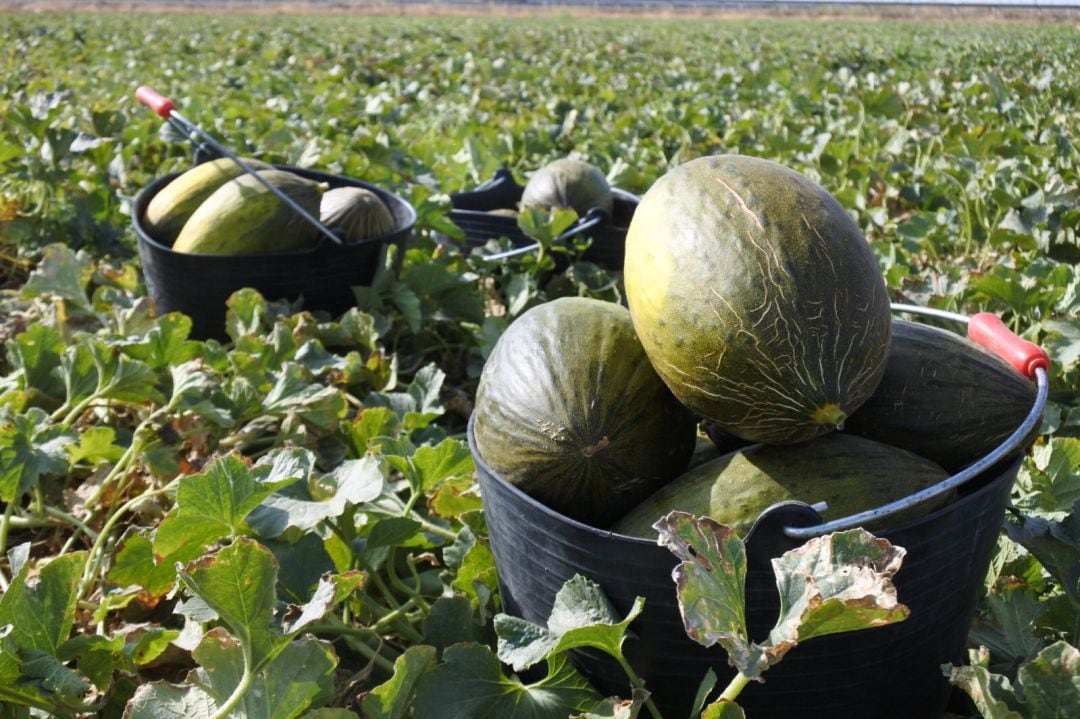 Melones de La Mancha