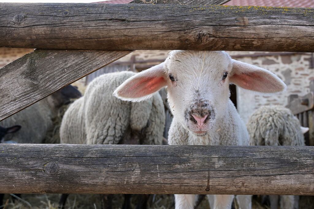 Recuperadas 150 ovejas y 80 corderos robados en una granja de Lorca.