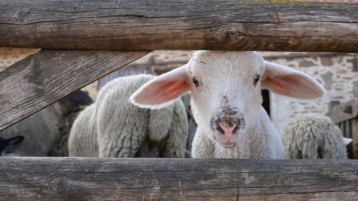 Recuperadas 150 ovejas y 80 corderos robados en una granja de Lorca