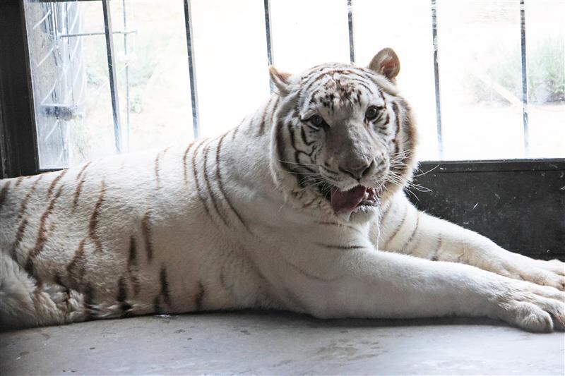 rescate tigre Blanco Sona