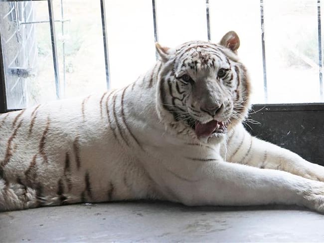 rescate tigre Blanco Sona