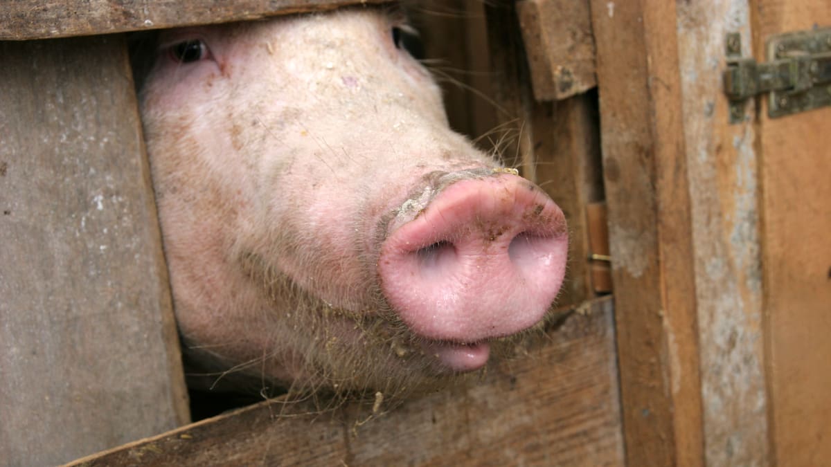 Canarias pone precio a la peste: sanciones y clausuras para quien contamine el aire