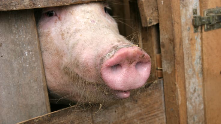 Canarias pone precio a la peste: sanciones y clausuras para quien contamine el aire