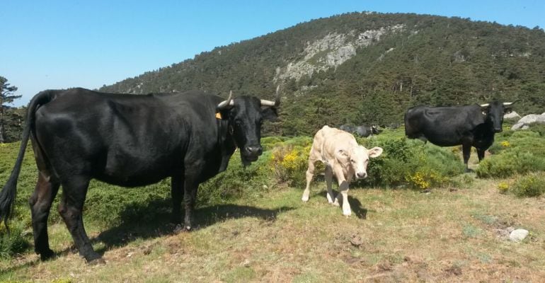 Ganadería en la sierra norte de Madrid