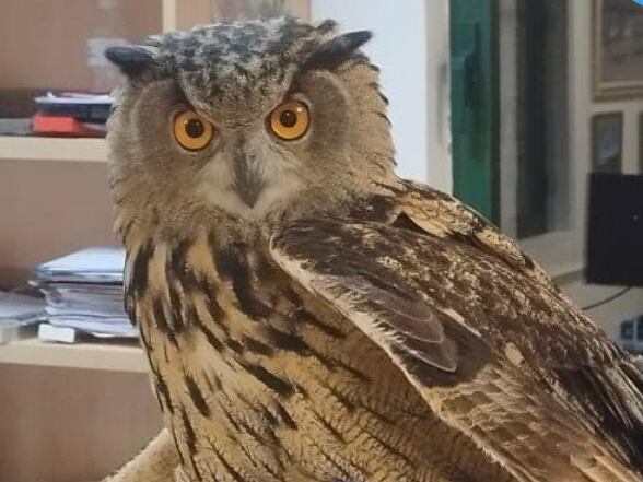 Búho  Real