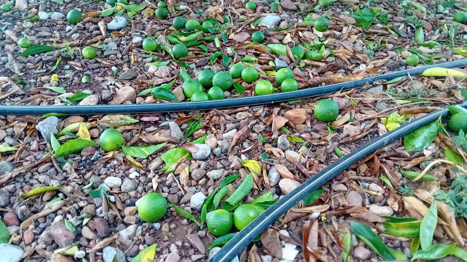 Muchos frutos se descolgaron de los árboles o resultaron dañados por la tormenta de granizo