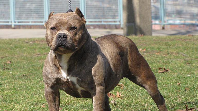 La campaña ha velado por el cumplimiento de la ordenanza de tenencia de animales