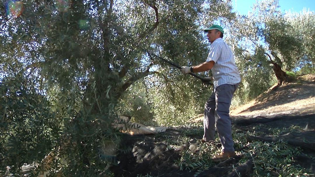 Agricultor trabajando en la campaña de la aceituna