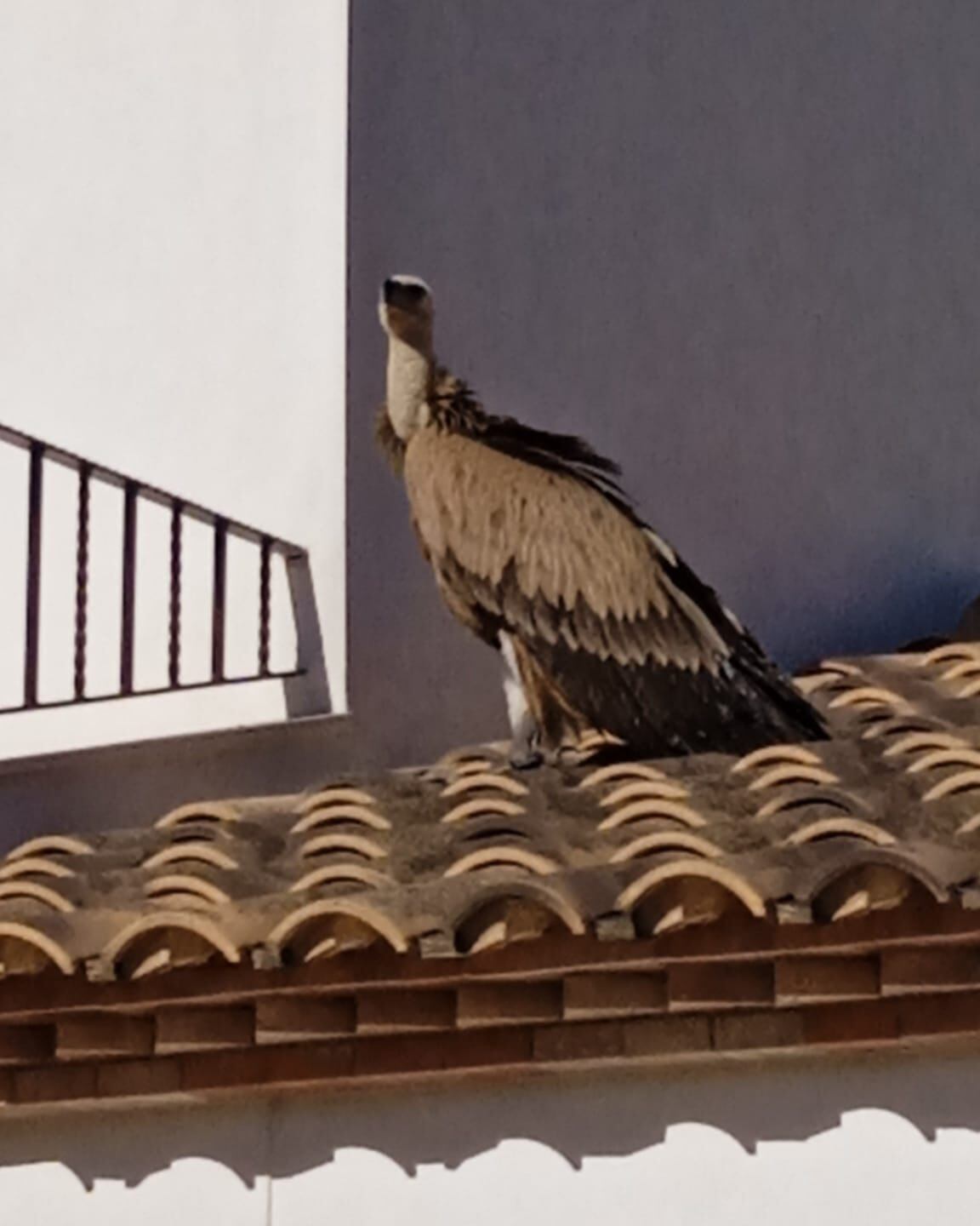 Buitre leonado en los tejados de Caudete
