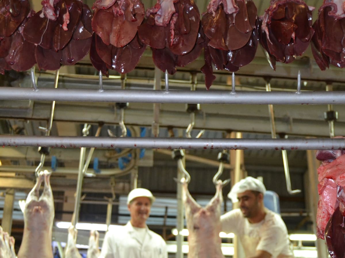 El Consell Valencià de Col·legis Veterinaris de la Comunitat Valenciana denuncia que falten inspectors d'escorxadors