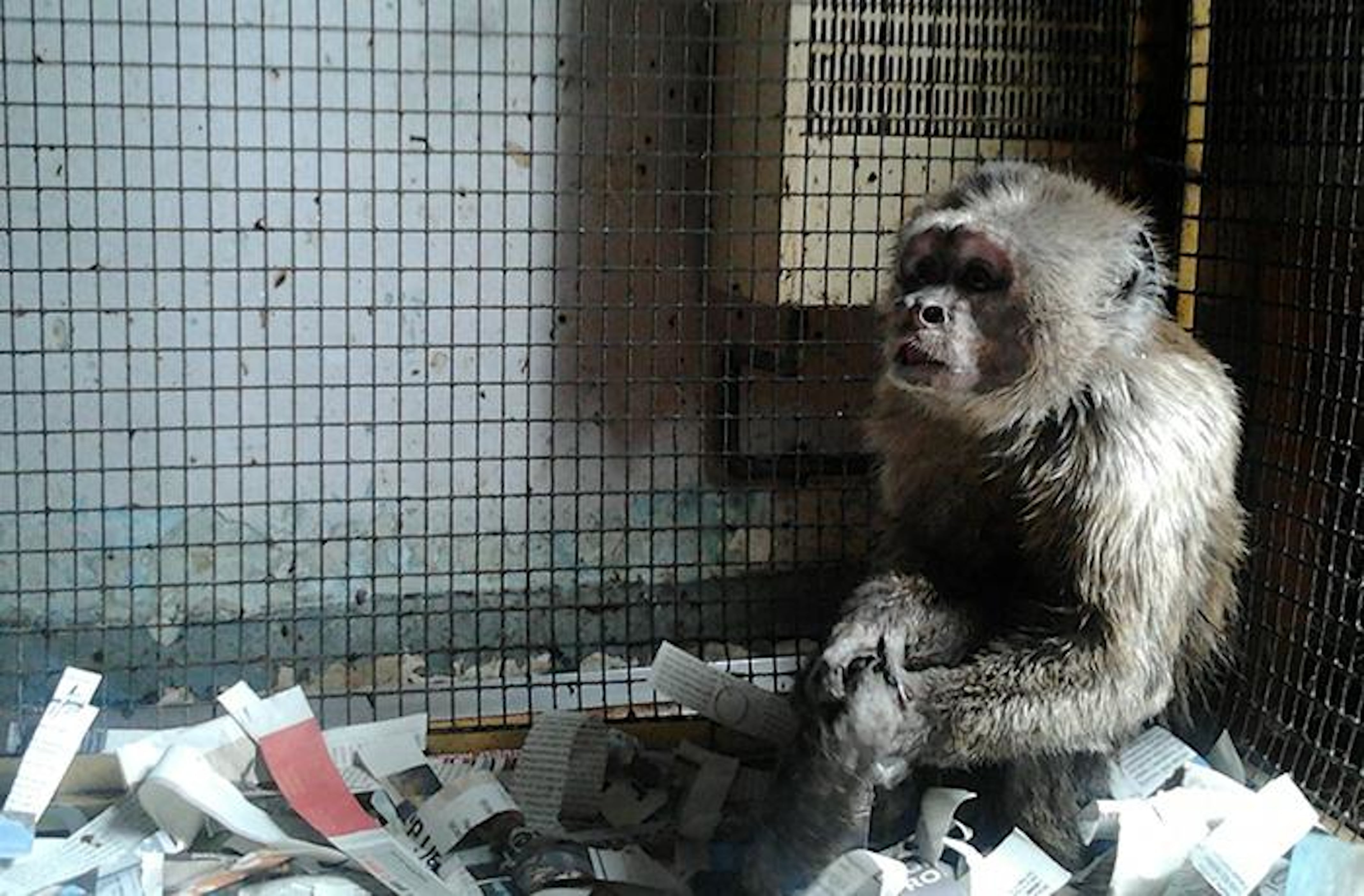 &#039;Linito&#039; el mono capuchino liberado por la Fundación para el Asesoramiento y Acción en Defensa de los Animales (FAADA) en Barcelona