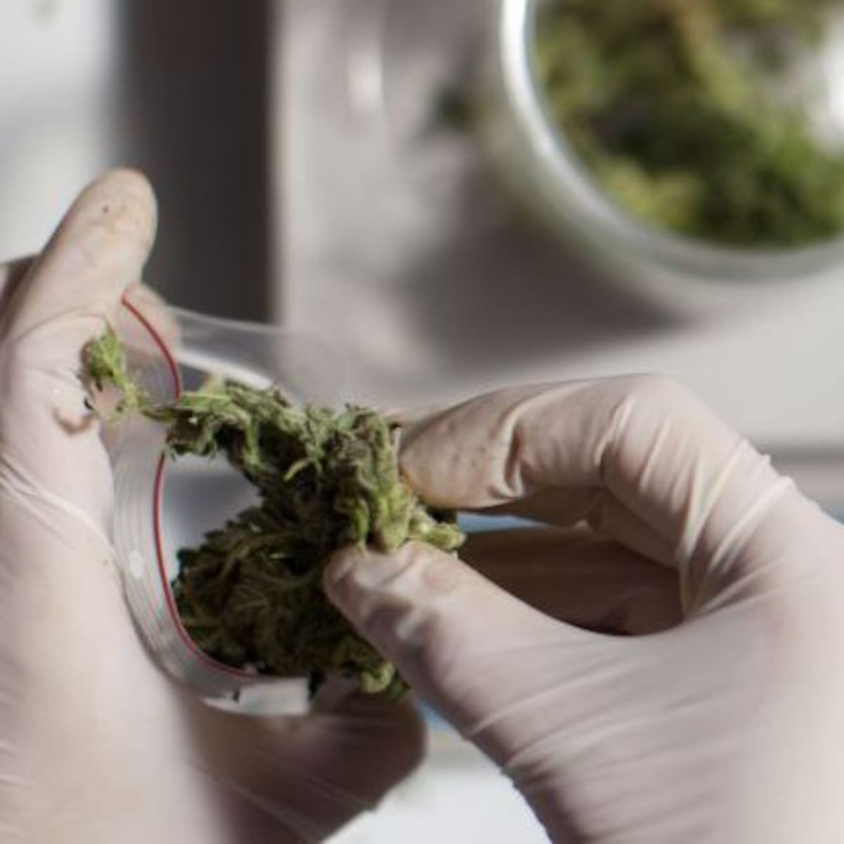 El Tribunal Supremo absuelve a los dueños de un club de cannabis de Bilbao